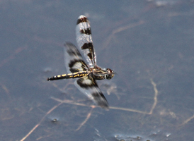 Banded Pennant